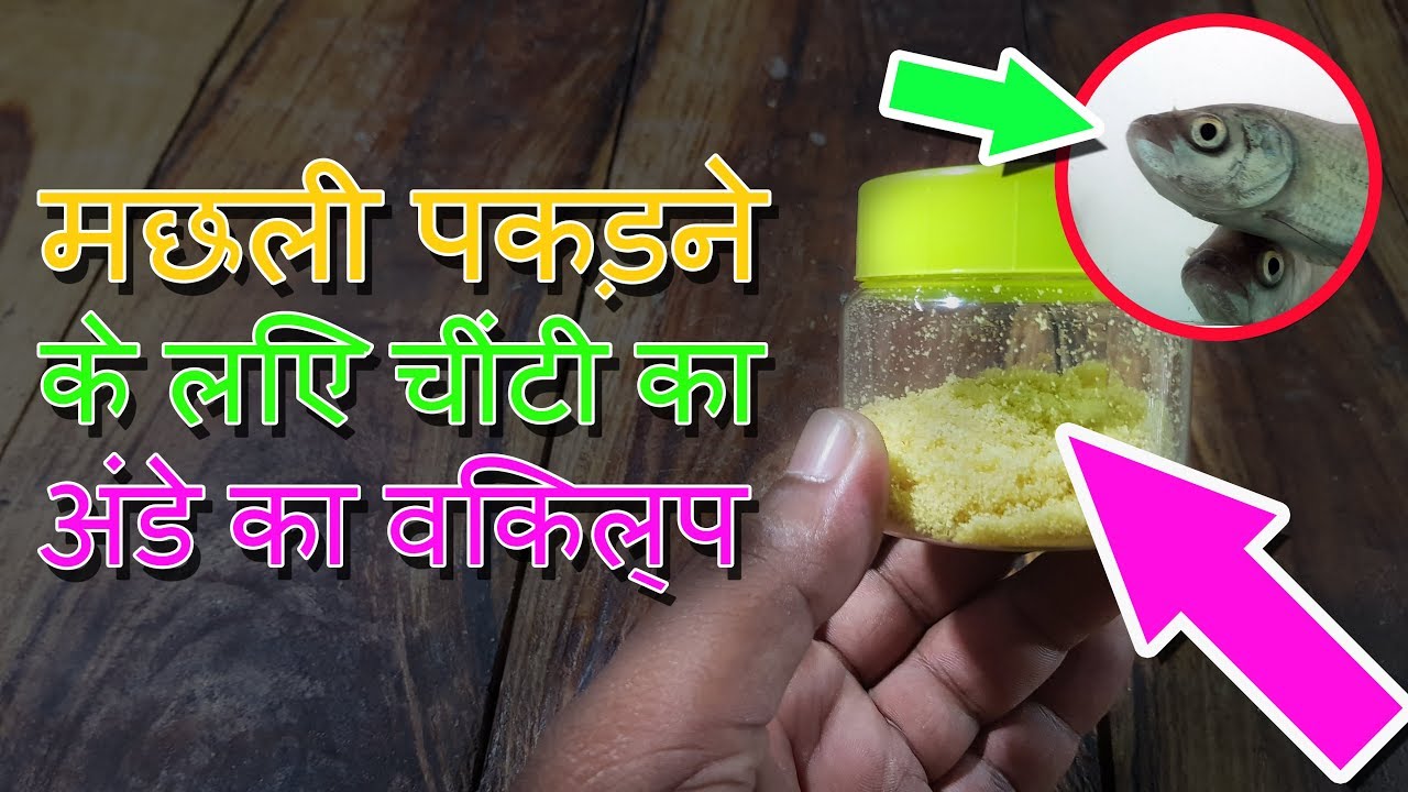 मछली पकड़ने के लिए चींटियों के अंडे का विकल्प Amazing Fishing Technique Hindi Ant Egg Alternative