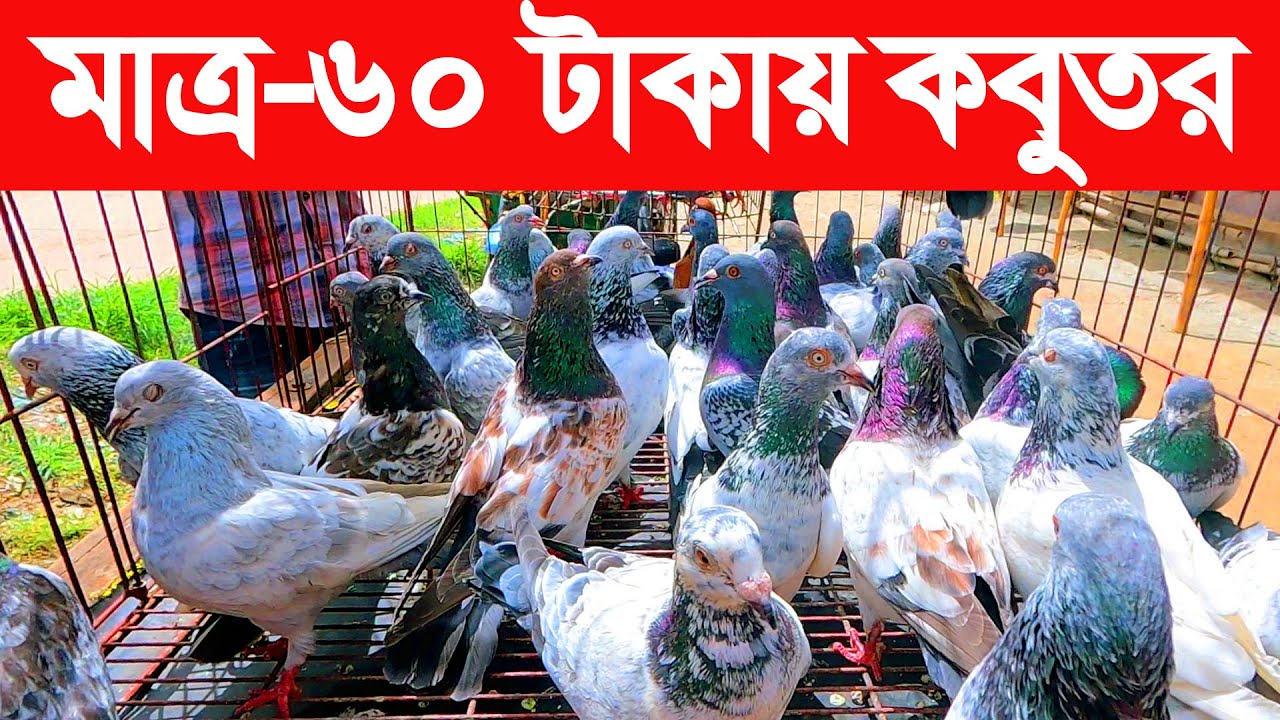 মাত্র-৬০ টাকায় কবুতর | kobutor hat 2023 | pigeon market in bangladesh | hasnabad kobutor hat