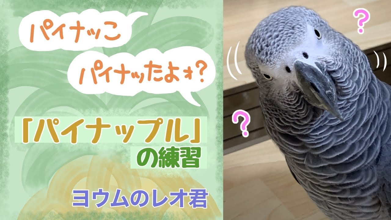 【ヨウムのレオ君】「パイナップル」の練習