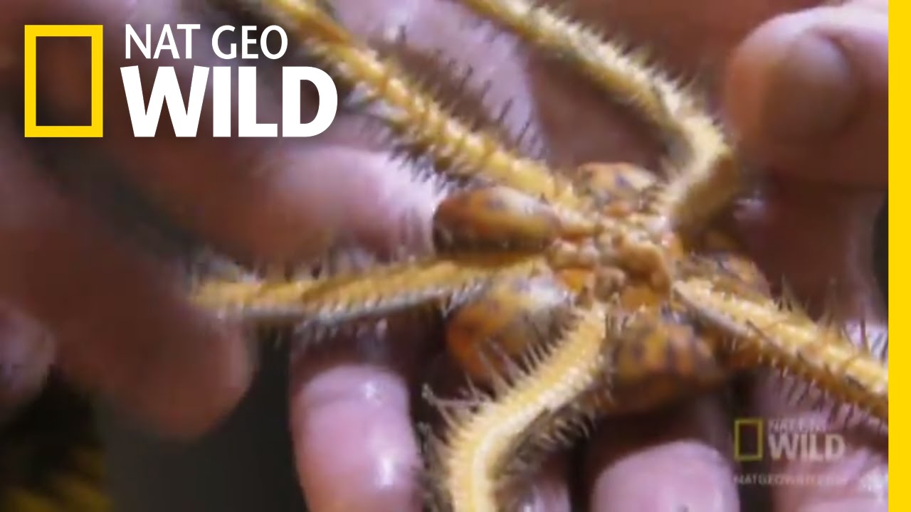 The Zoo Gets Fishy | Nat Geo Wild
