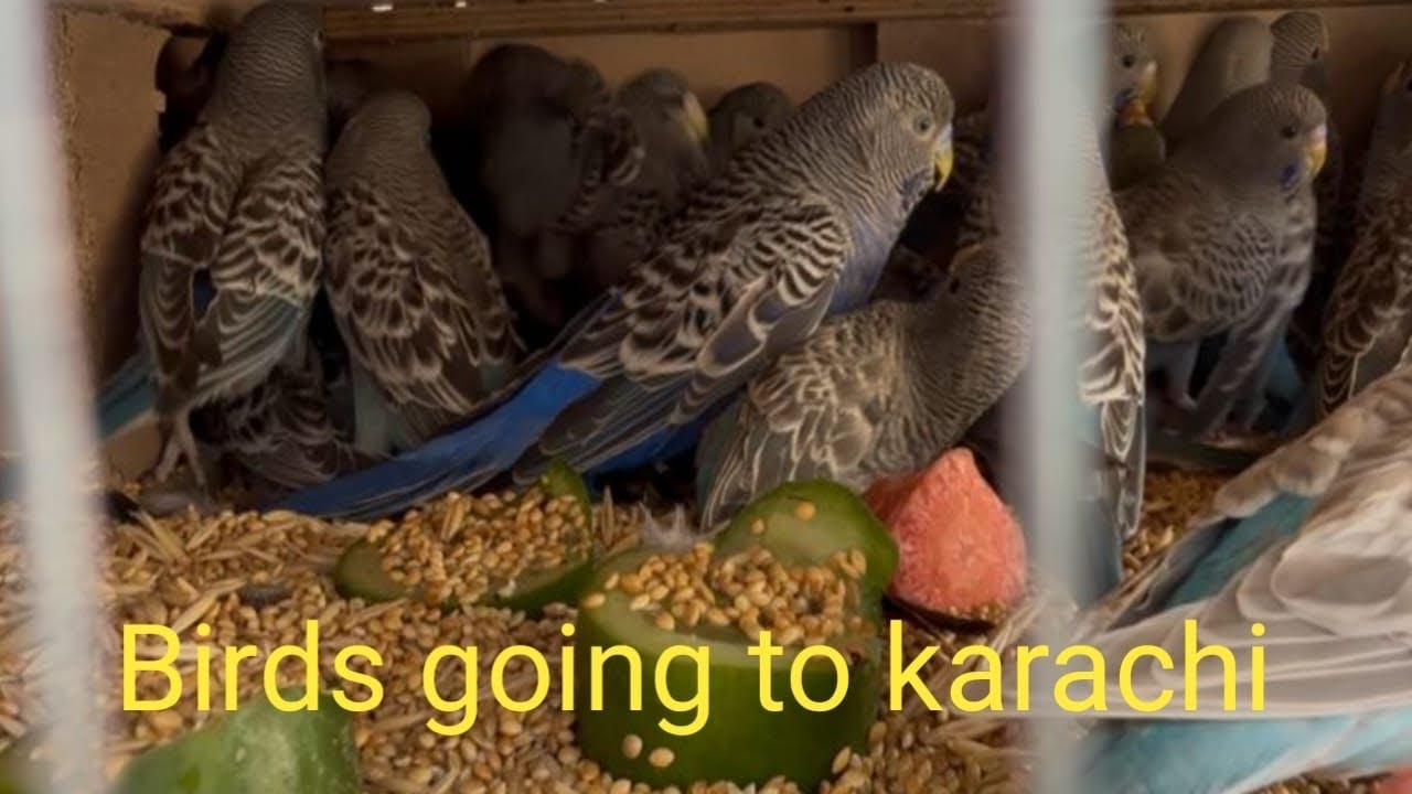 Budgrigar Going to Karachi |HAFIZ BIRDS 