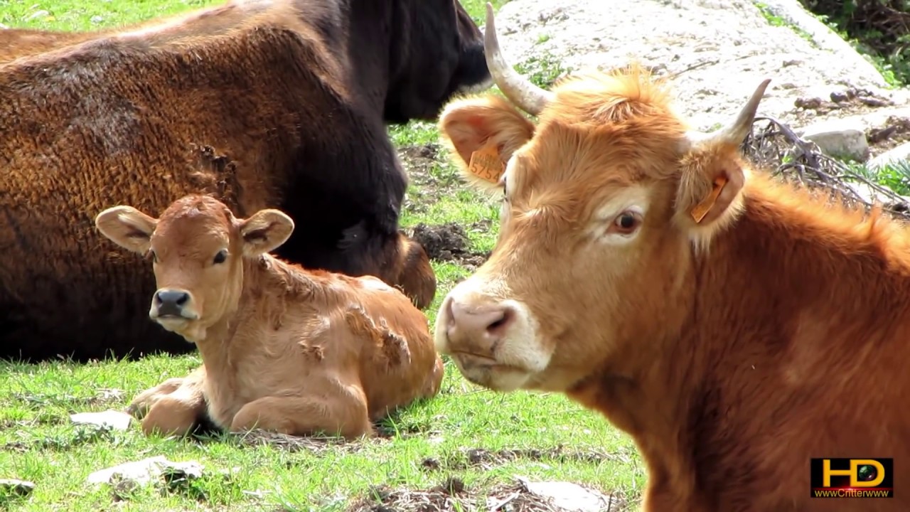 VACAS & CABALLOS 2