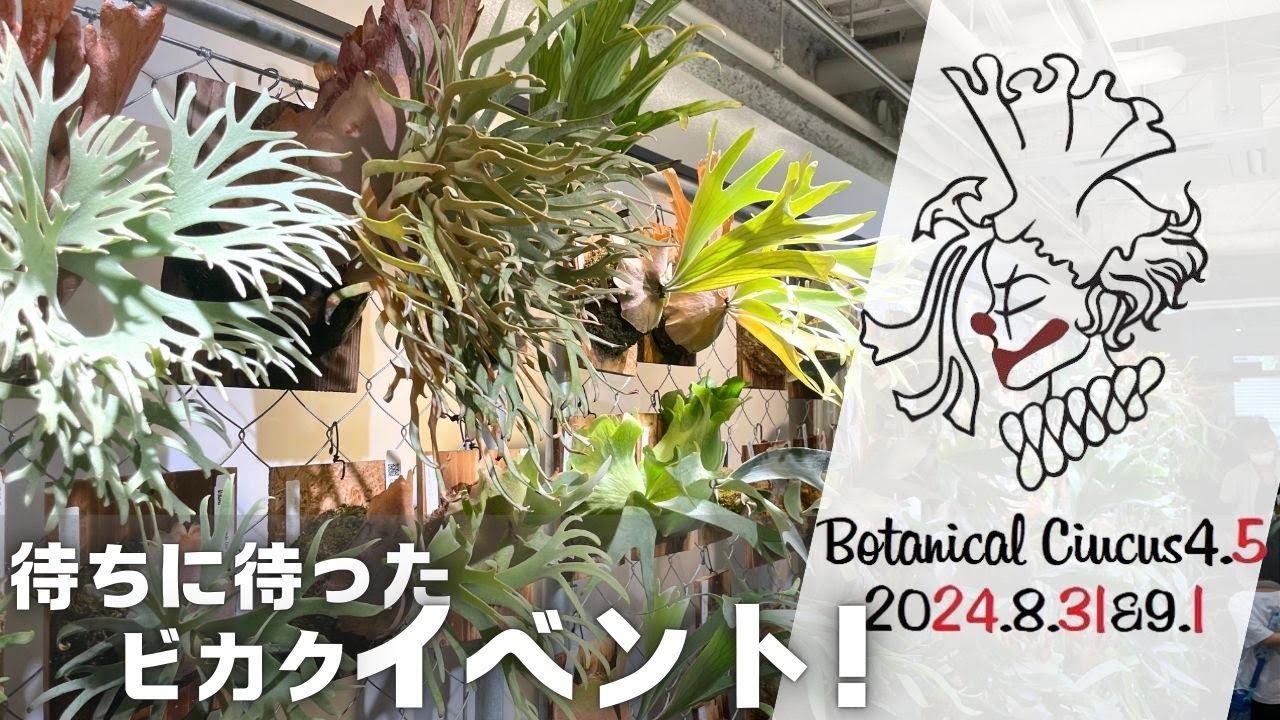 最高のビカクシダイベント「ボタニカルサーカス4.5」に行ってきたぜ
