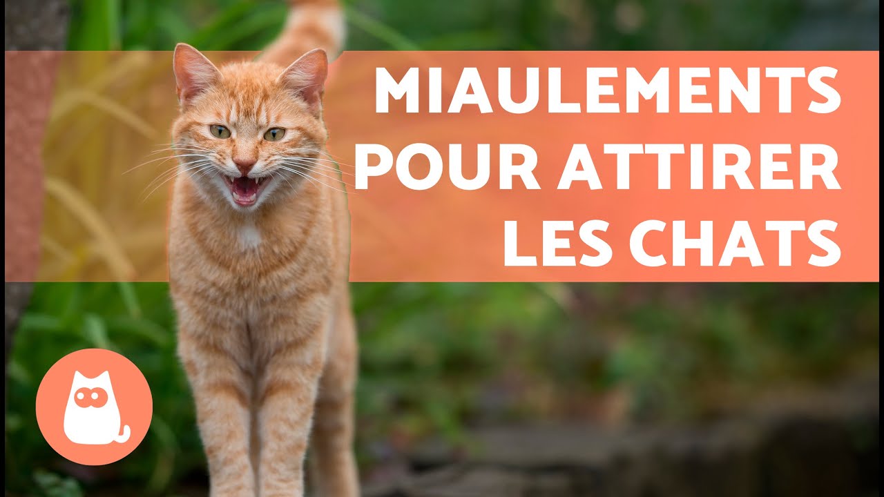 BRUITS pour ATTIRER VOTRE CHAT📣🐈 (MIAULEMENT de CHAT pour ATTIRER votre CHAT)
