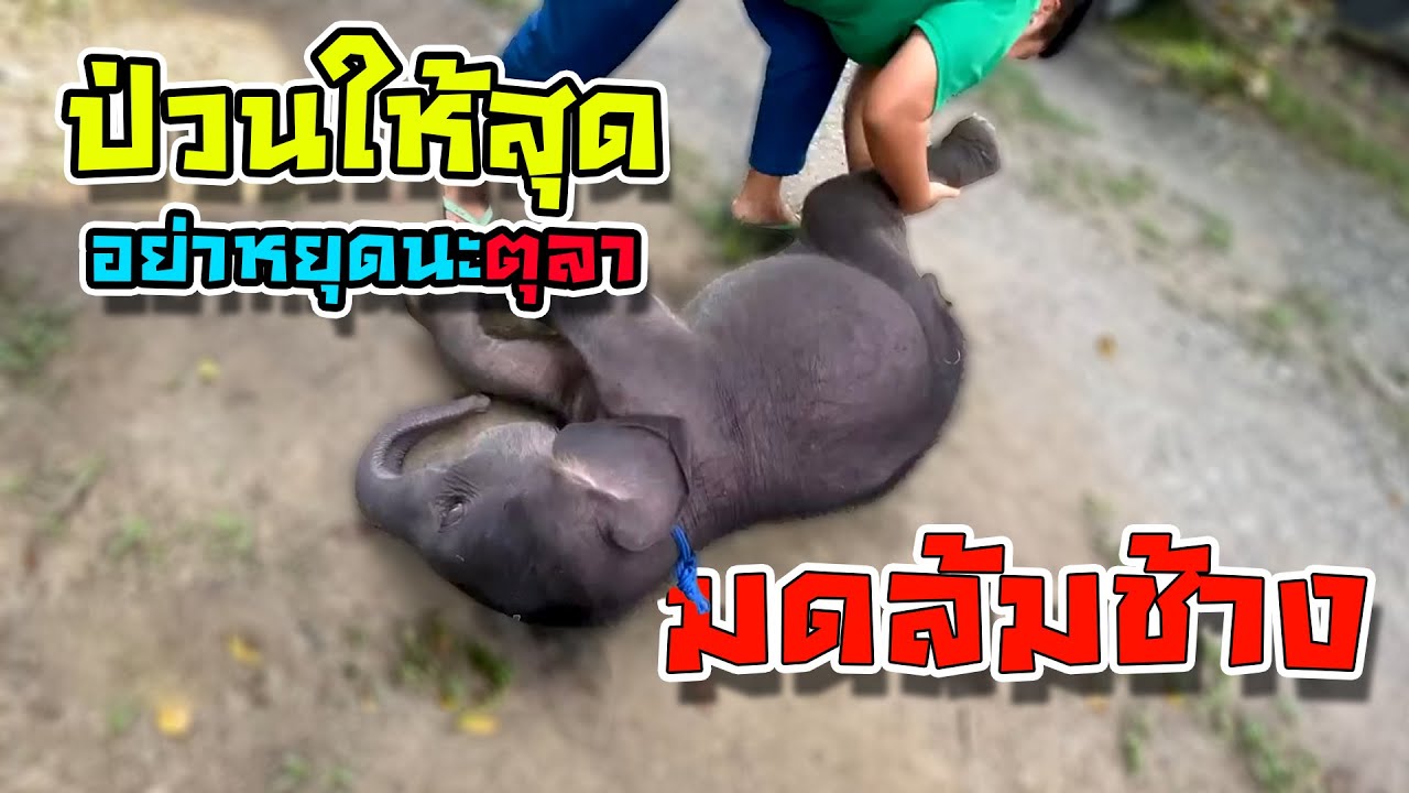 น้องตุลา : ตุลาช้างสายฮา พี่ๆจ๋าหนูอยากแสดงโชว์