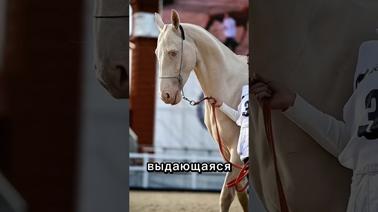 Самые дорогие породы лошадей в мире! #самыедорогие #дорогиепородылошадей #породылошадей #лошади