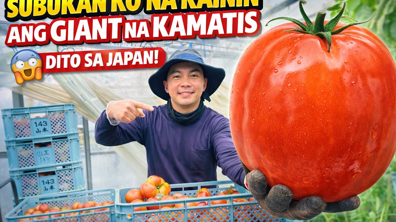 SUBUKAN KO NA KAININ ANG GIANT KAMATIS DITO SA JAPAN 