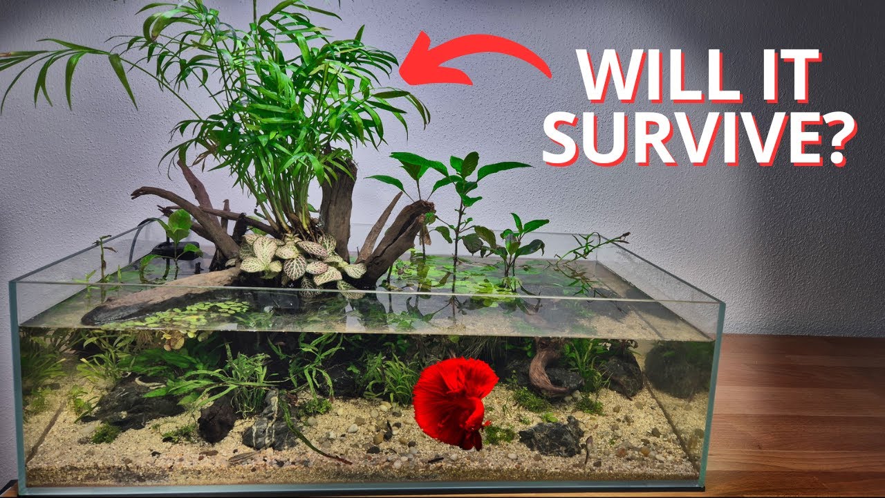 I built a Shallow Tank with Palm Tree for my Betta. Here's how!