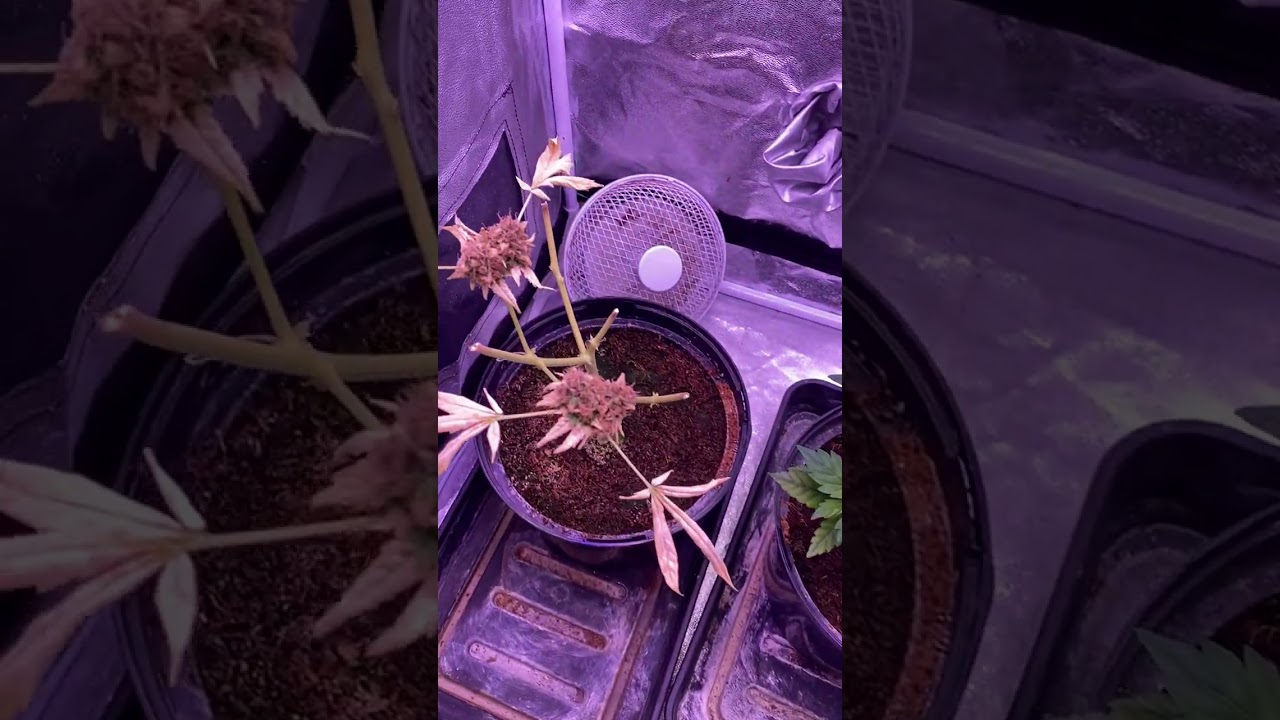 Big Buddha Cheese - Day 37 of Flowering