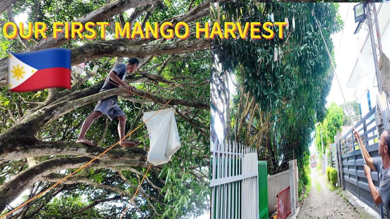 OUR FIRST MANGO HARVEST#mango #philippines #latest #land #marilou #HOLT