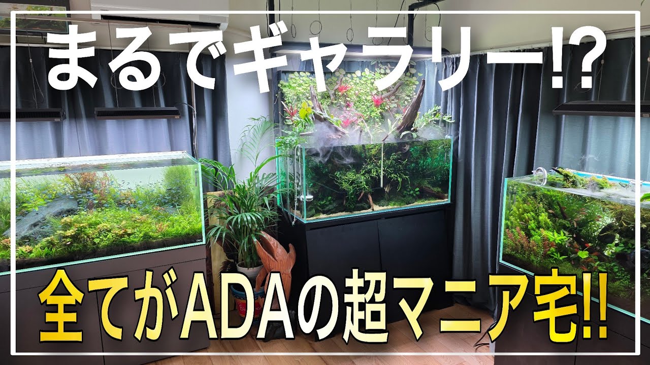 【衝撃映像】全てがADAで統一されたギャラリーのような夢のアクアリスト邸宅に潜入‼　ルームツアー　aquarium　アクアリウム　熱帯魚　水槽　水草　流木　テラリウム　海水水槽