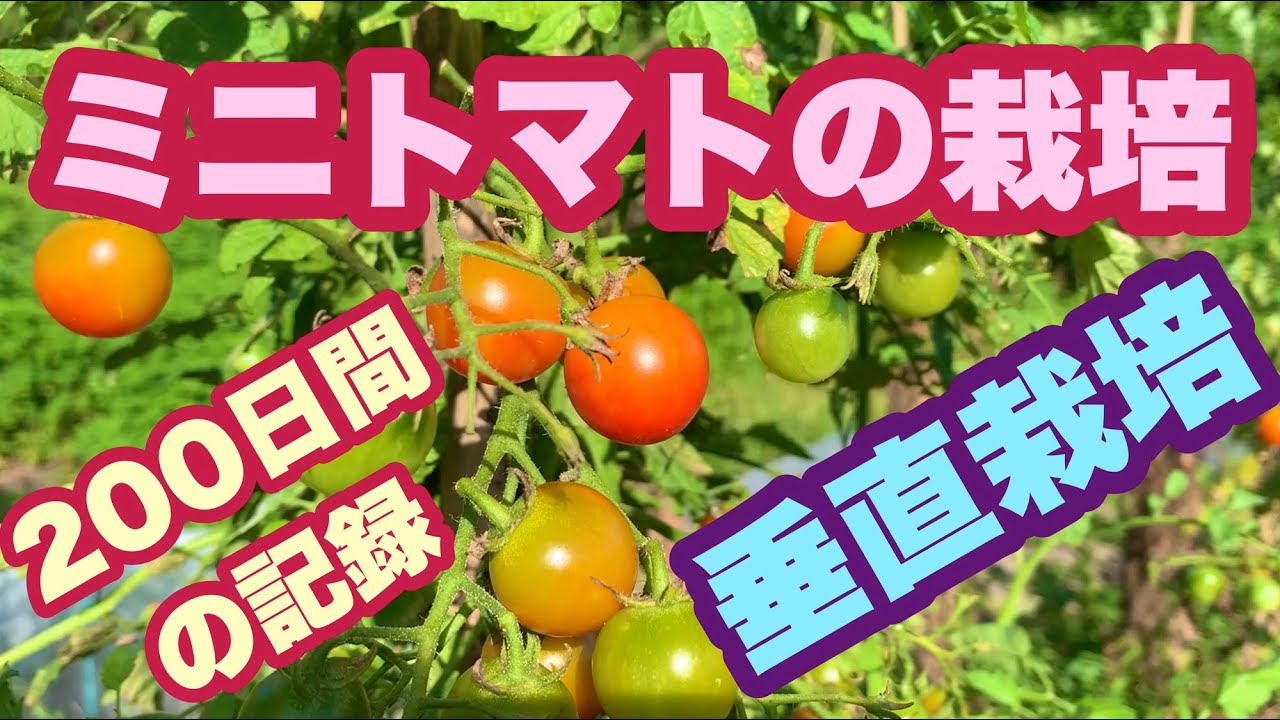 ミニトマトの垂直栽培の記録 種まきから収穫まで200日間の記録