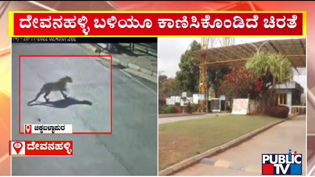 Leopard Sighted At ITC Factory In Devanahalli | Public TV