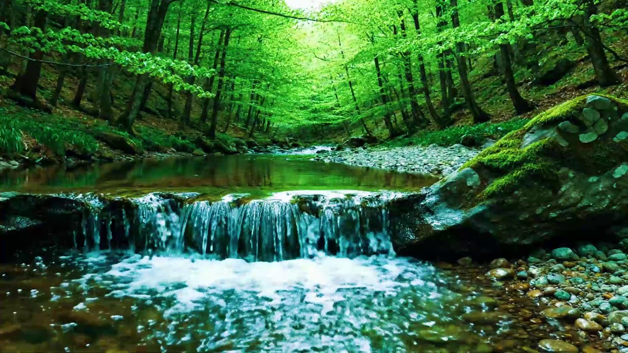 Beautiful Forest Sounds 🌿 Calming River & Forest Birdsong | Nature ASMR