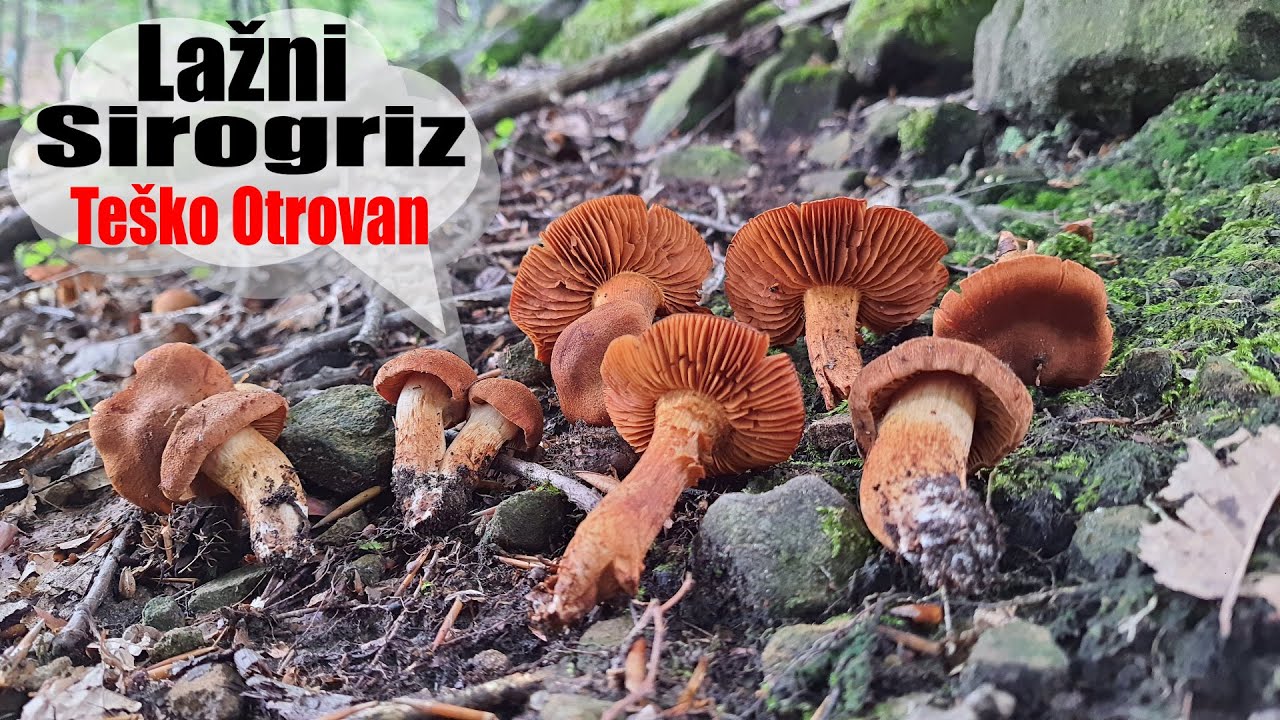 Lažni Sirogriz - Ljudi se Otrovali - Cortinarius orellanus