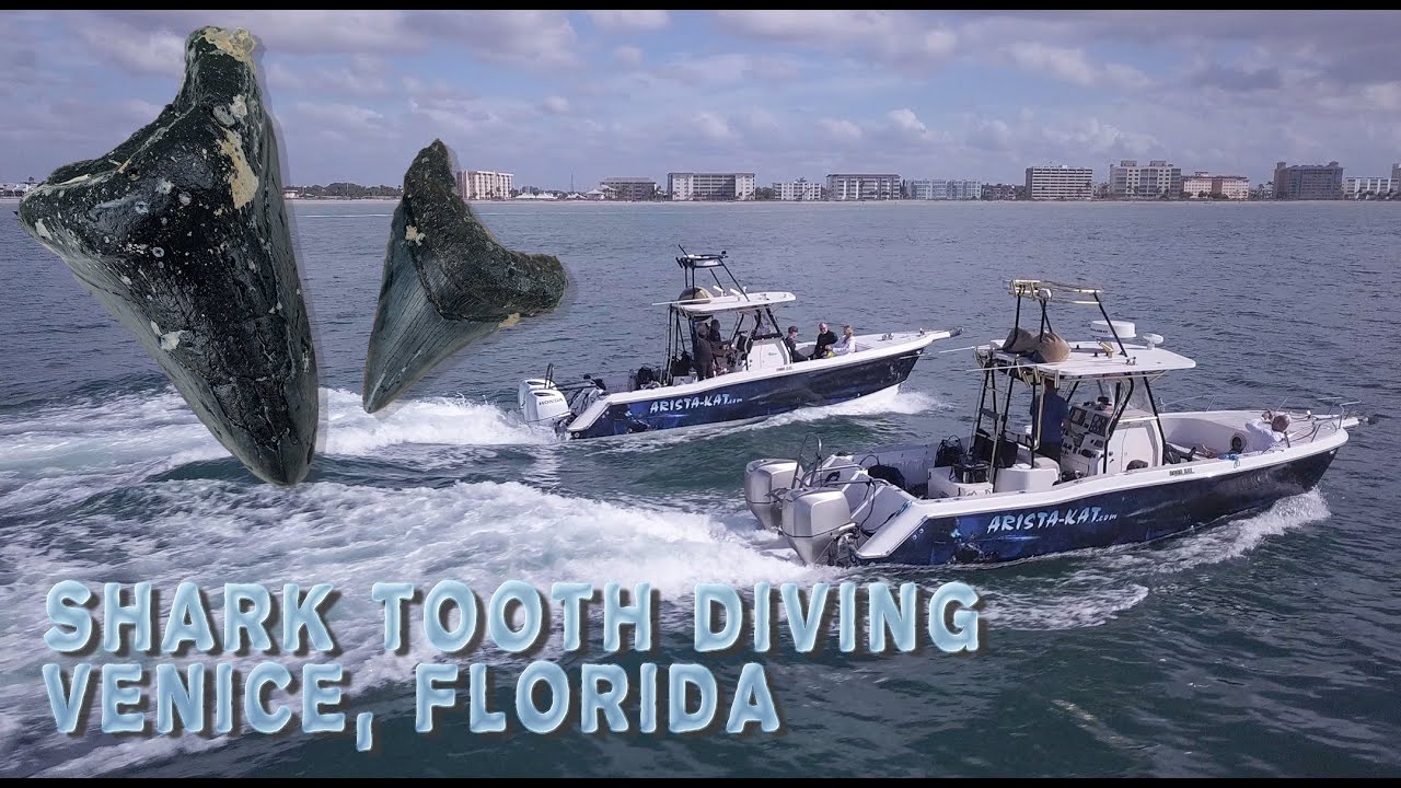 Diving for shark teeth and other fossils off Venice, Florida