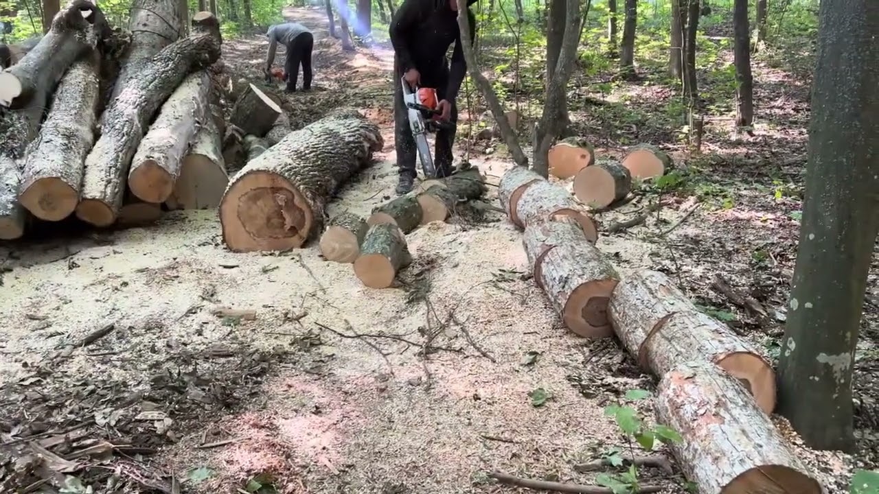 🌳🌳🌳🌳🌳