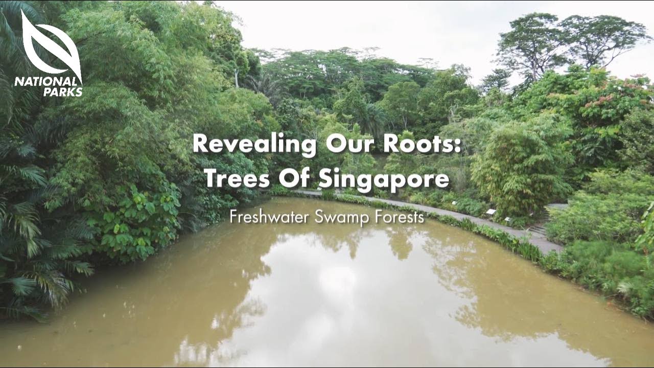 Revealing Our Roots: Trees of Singapore | Virtual Tour of Singapore's Freshwater Swamp Forests