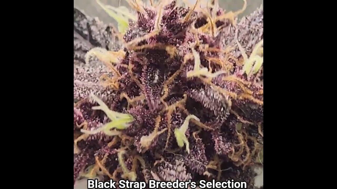 For educational purposes Black Strap Breeder's Selection collab Gnome Genetics x Brother Mendels.