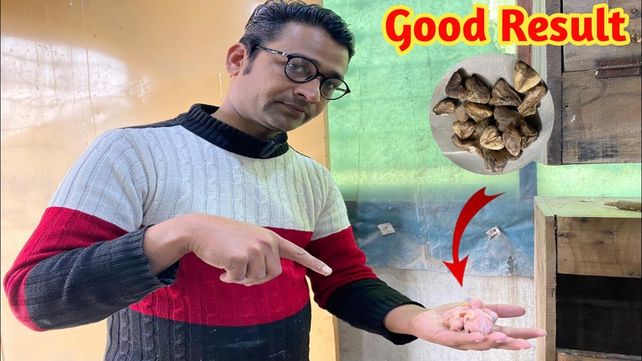 Raw Parrot Breeding Progress | Raw K Bachy | Raw Parrot Breeding Result 