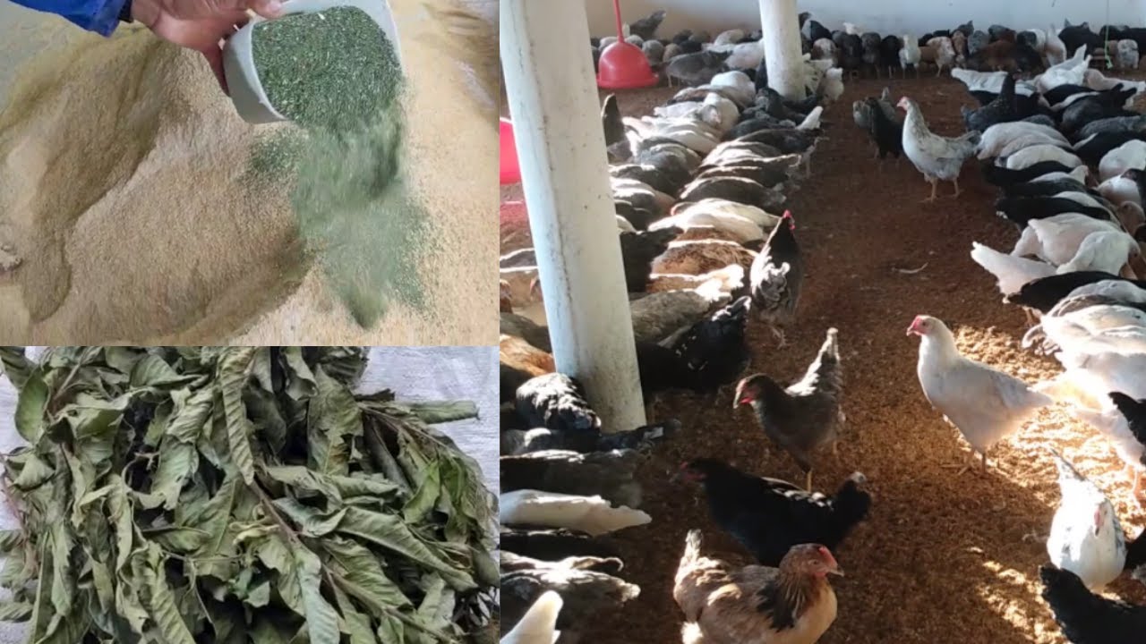 🌿 Usando o Pó da Folha de Goiabeira na ração das Galinhas ● GALINHAS SAUDÁVEIS. Produto NATURAL