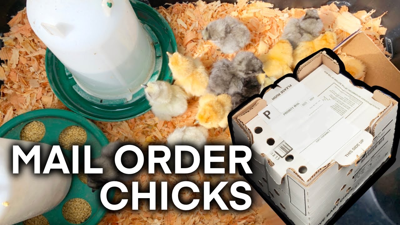 20 SILKIE CHICKS CAME IN THE MAIL!!! HOOVER’S HATCHERY | MAIL ORDER CHICKS UNBOXING