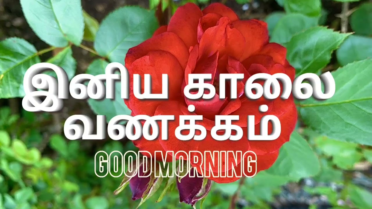 Good morning #goodmorning #godmorgen #இனியகாலைவணக்கம் #erlalaimithian #erlalai  5.juli 2025