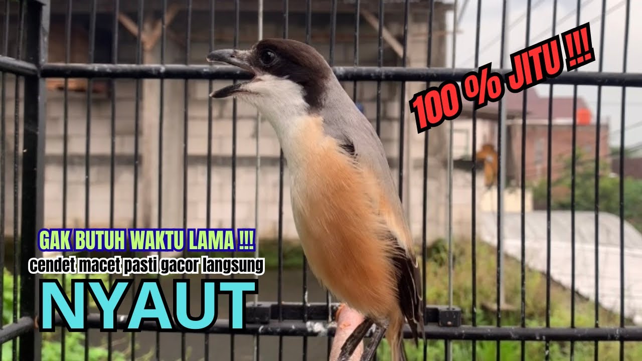 cendet gacor AMPUH FULL MATERI JERNIH,, PANCINGAN CENDET AGAR BUNYI bikin BURUNG PENTET GACOR EMOSI