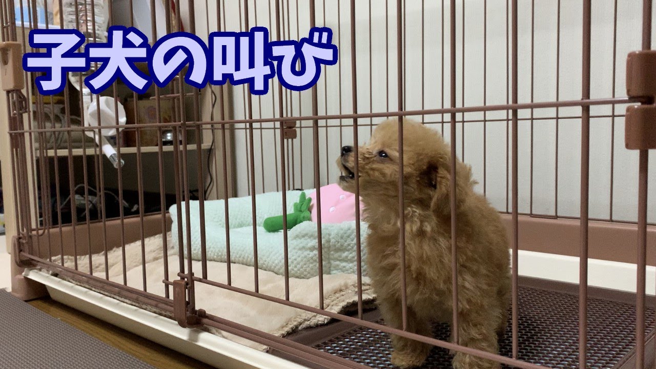 寂しい子犬の遠吠え・・【号泣】【極小マイクロティーカップ・プードル】【トイプードル】