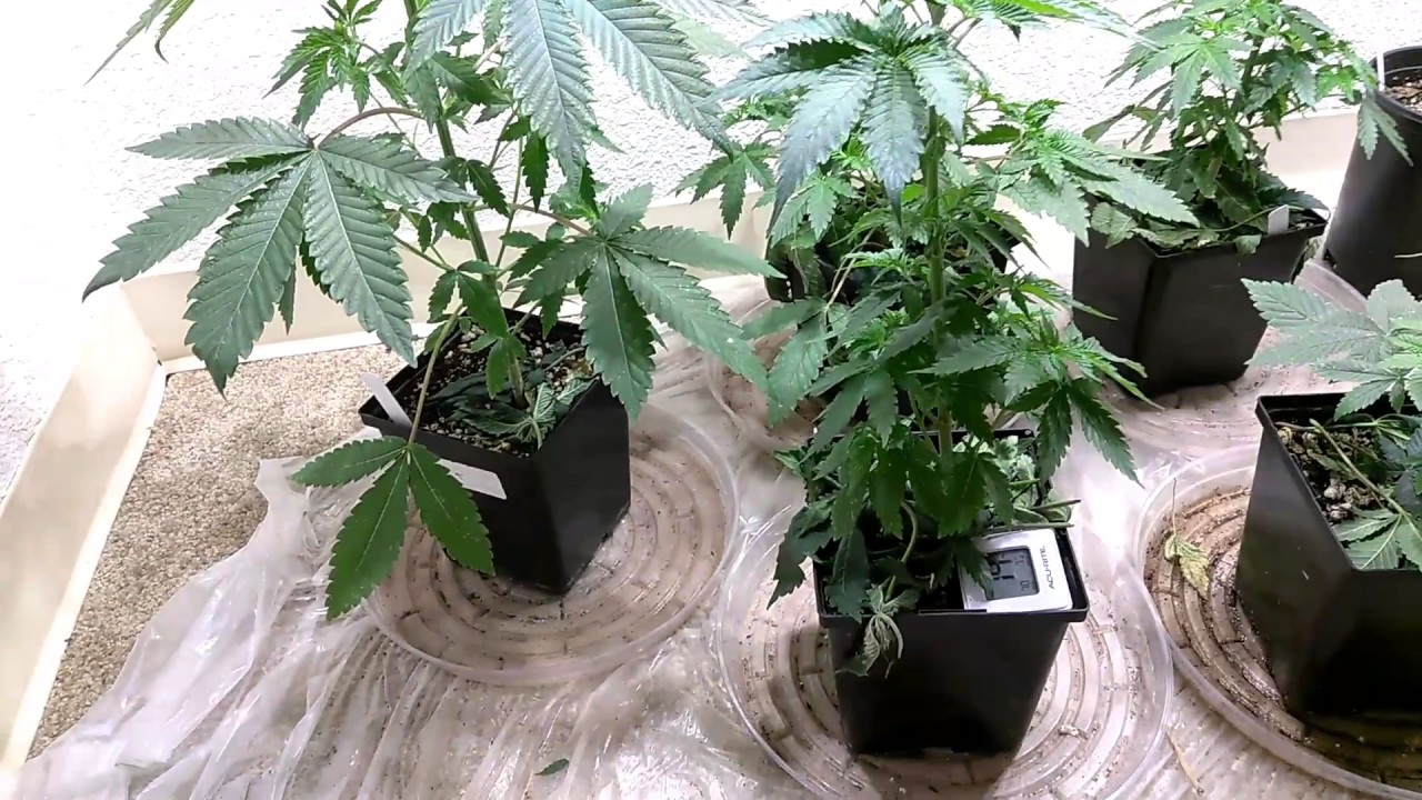 Purple Portal Tester Strain from Ocean Grown Seeds