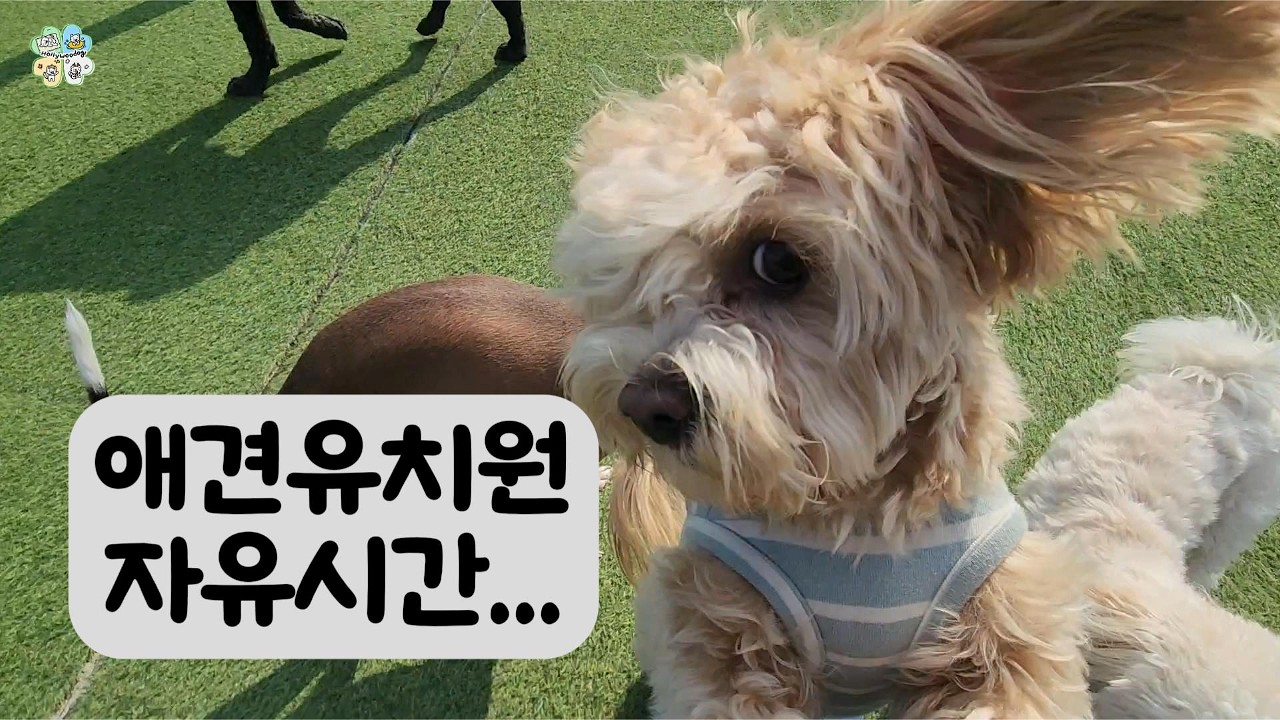 애견유치원 자유시간