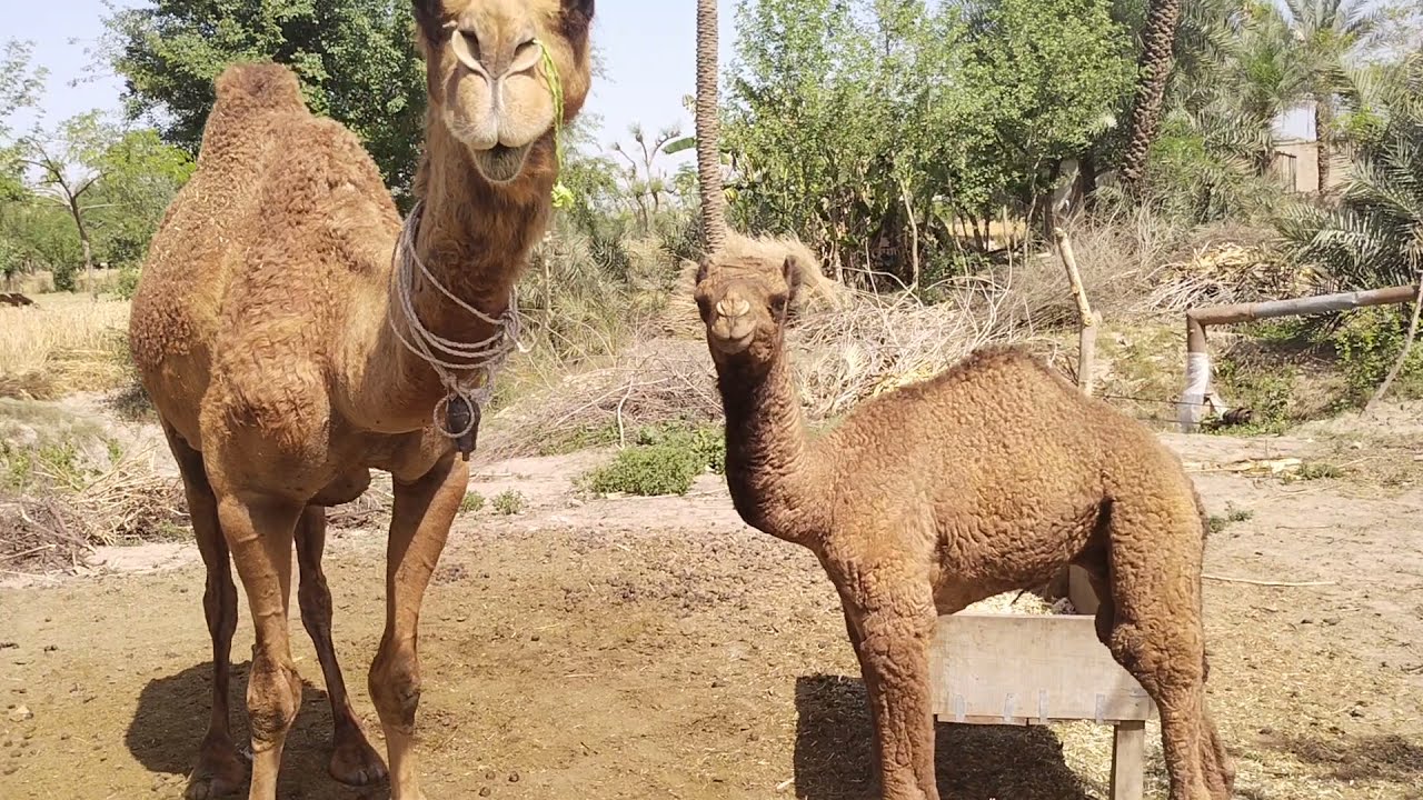 Cute Camel With Mom || Feeding Milking || Pets Keeping