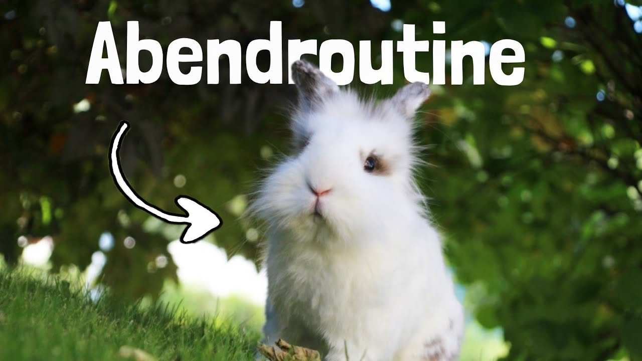 Abendroutine bei den Kaninchen im Frühling