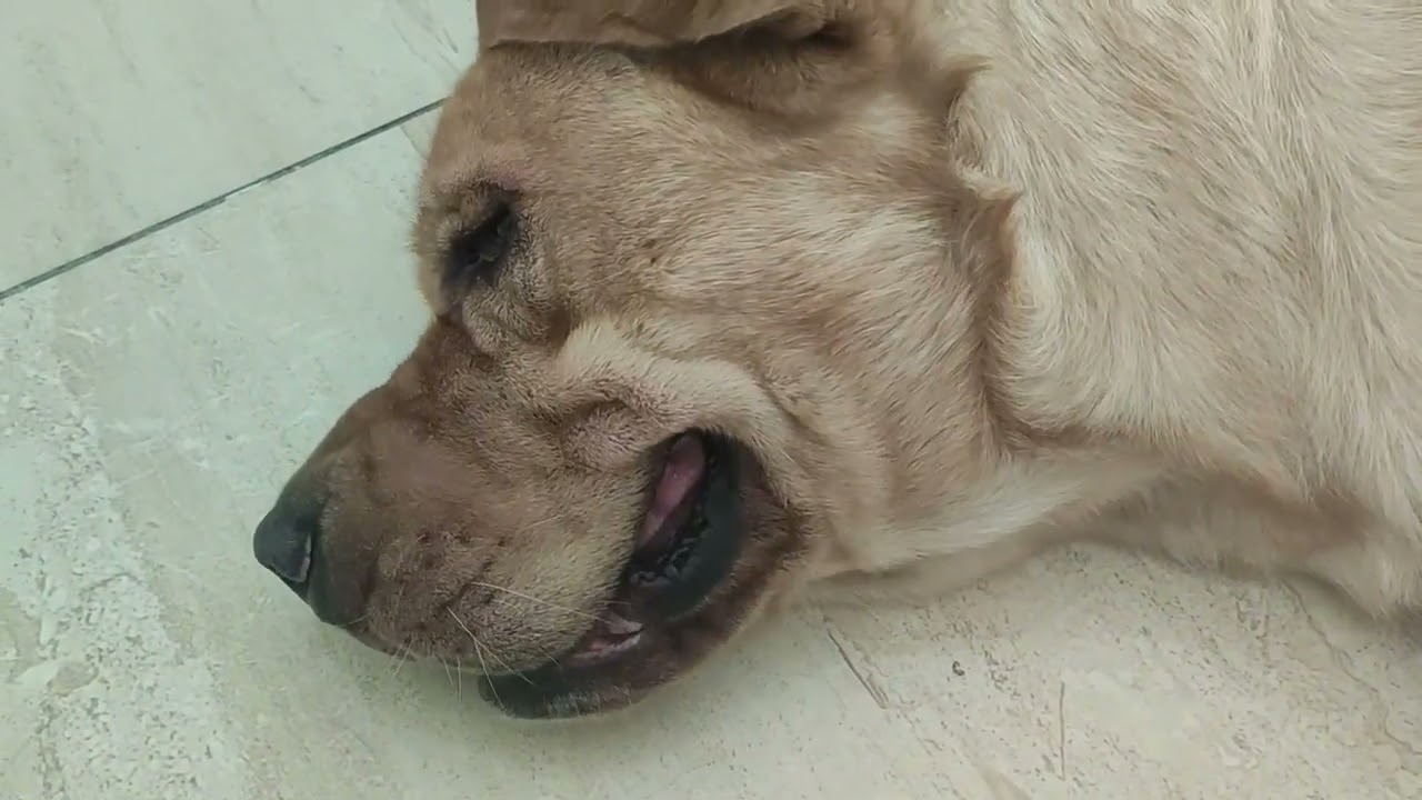 Took MILO in Emergency (Blood Vomitting)😞
