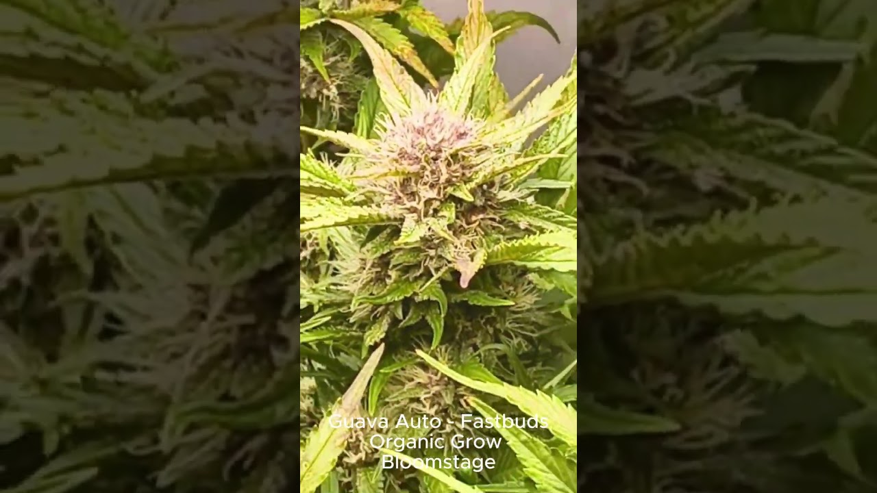 Organic Cannabis Grow 🌱 Guava Auto | Flowering Stage #shorts