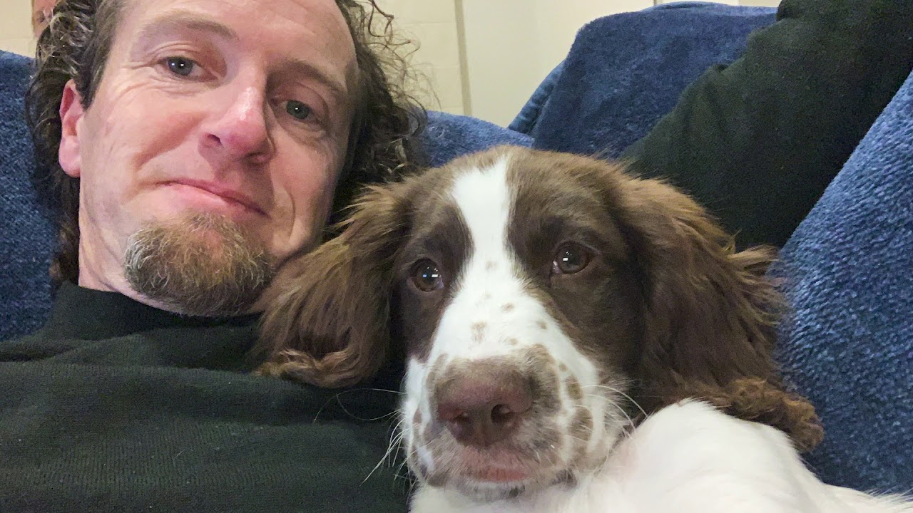 Ellie Brown English Springer Spaniel 8 weeks to 11 months.