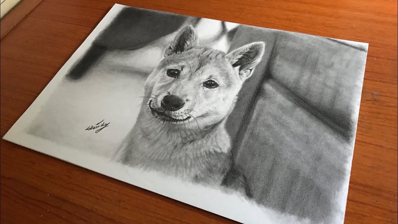 【鉛筆画】芝犬  （Drawing a Shiba Inu with pencil.）