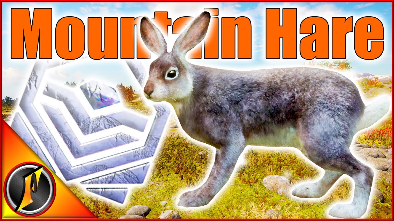 A Surprise Diamond Mountain Hare on Revontuli Coast!!!