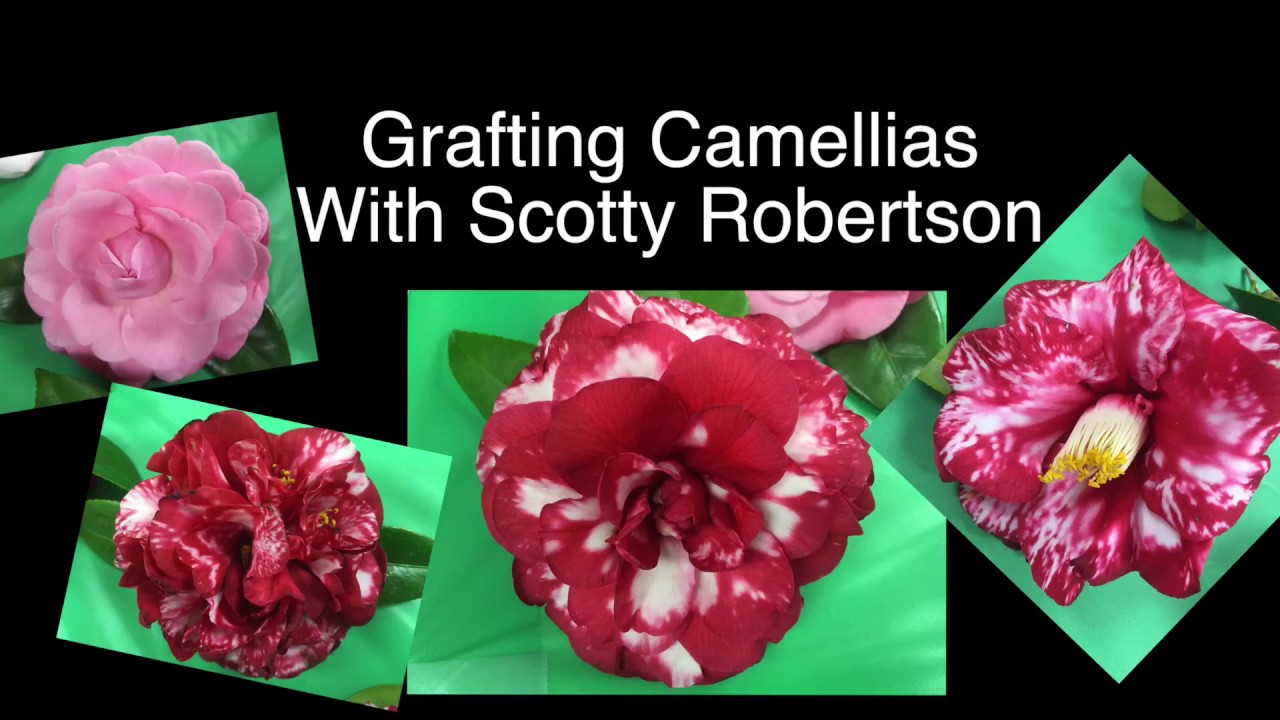 Grafting Camellias