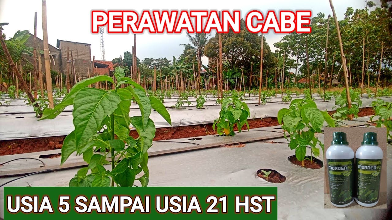 PERAWATAN CABE ..!! USIA 5 / 21 HST, AGAR TUMBUH SUBUR