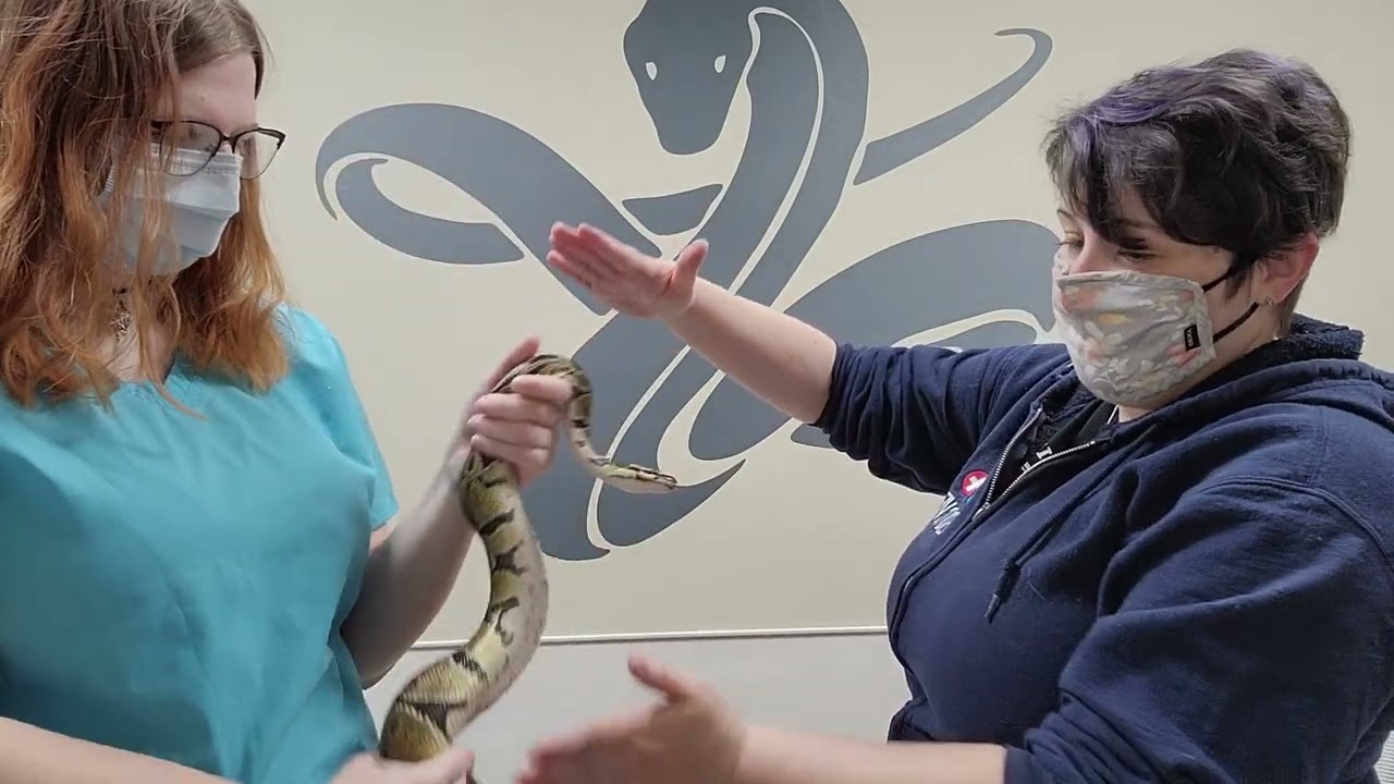 Pet Care Basics:  Snake Oral Medications