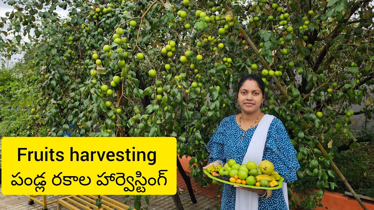 fruits harvesting/ పండ్ల రకాల హార్వెస్టింగ్ /#harvesting/#fruits