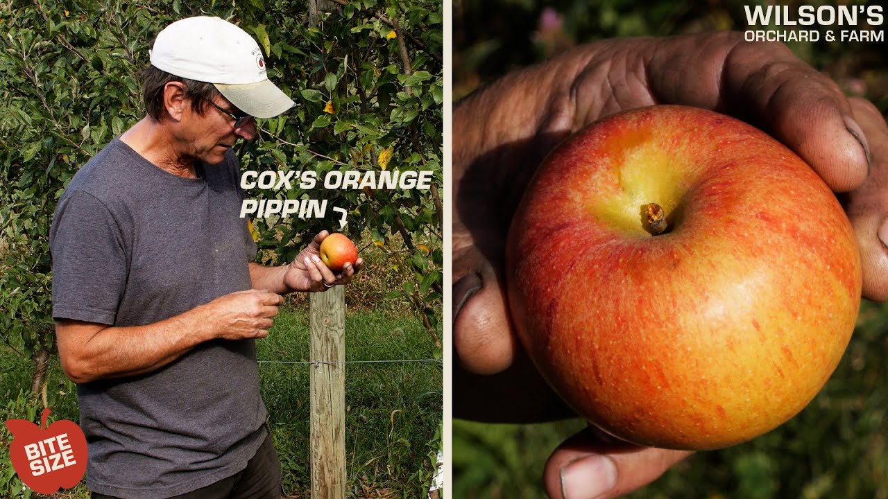Cox's Orange Pippin Apples | Bite Size