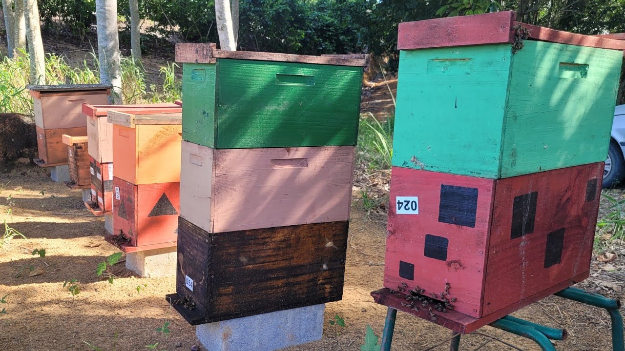 Introdução de sobre núcleos nos enxames de CAPTURA/ RESGATE🐝