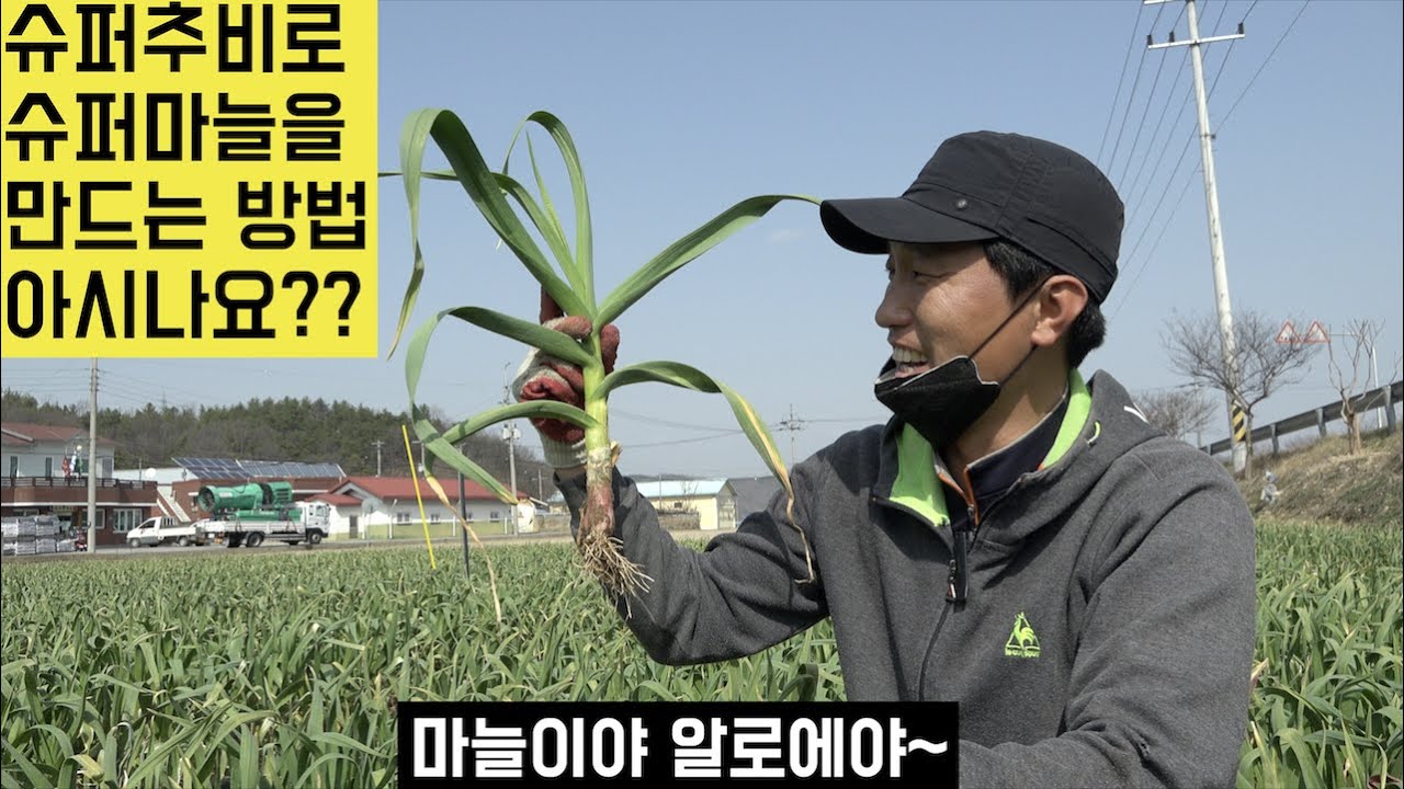 [한국농수산TV] 슈퍼추비로 슈퍼마늘을 만드는 방법을 아시나요? 경북 구미