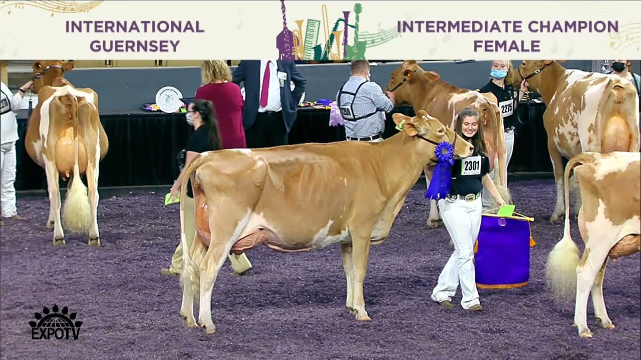 536 GUERNSEY INTERMEDIATE CHAMPION FEMALE