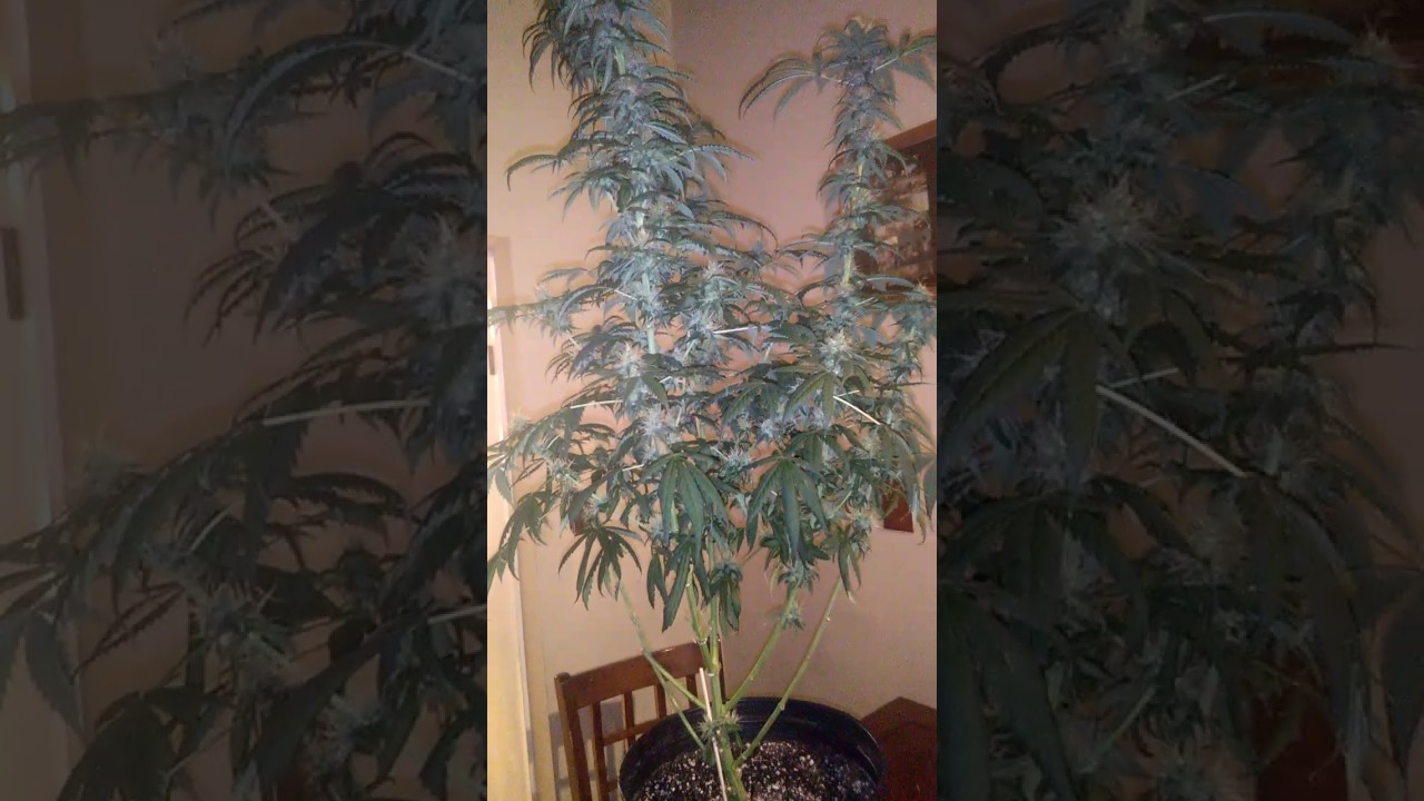 Harvest early plant #1. Hermie