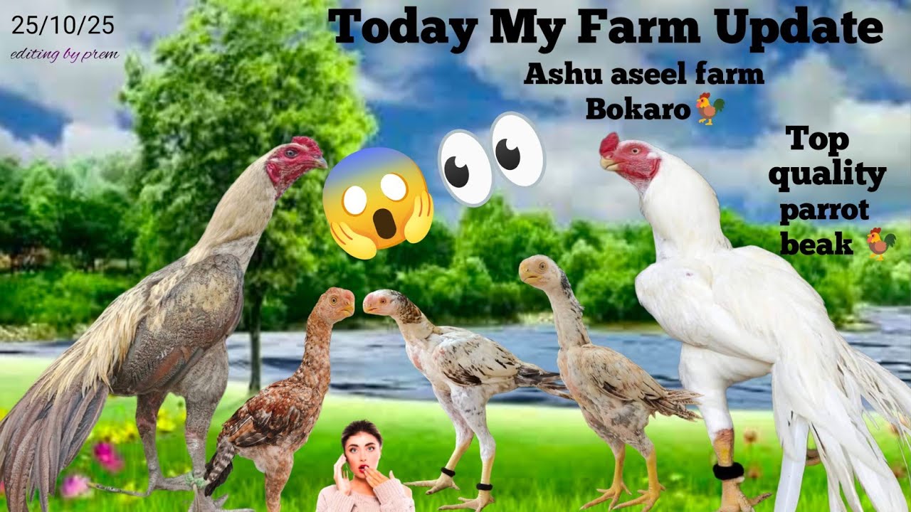 Parrot beak collection #aseel#bokaro#india