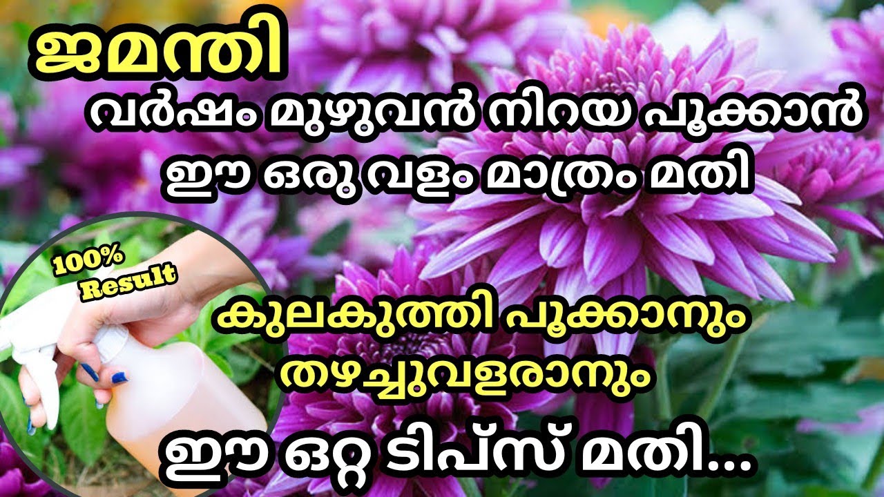 Organic Magic Fertilizer for Jamanthi Plant / ജമന്തി  വർഷം മുഴുവൻ നിറയെ പൂക്കാൻ ഈഒറ്റ വളം മാത്രം മതി