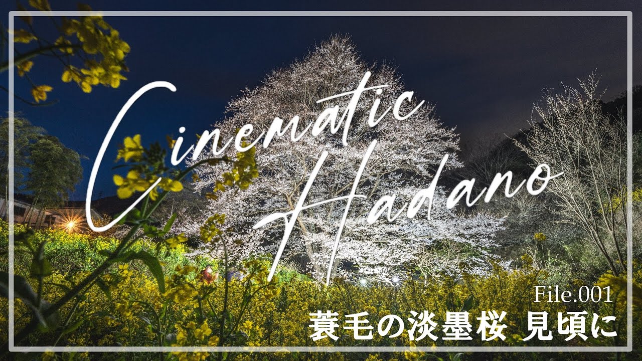 【Cinematic Hadano】File.001「蓑毛の淡墨桜　見頃に」